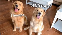 Golden Retriever Meets His Girlfriend for a Surprise Playdate