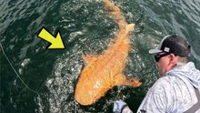 Costa Rica’s Orange Nurse Shark: First Albino-Xanthic Case Explained