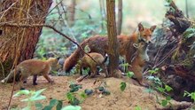 1 Hour of Playful Fox Pups at the Den | Natural Forest Sounds