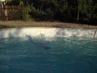 29 AOUT 2008 plongeon !