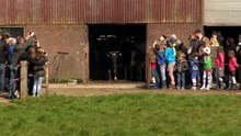 Cows See Grass for the First Time in 6 Months