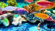 AMAZING OCEAN LIFE
