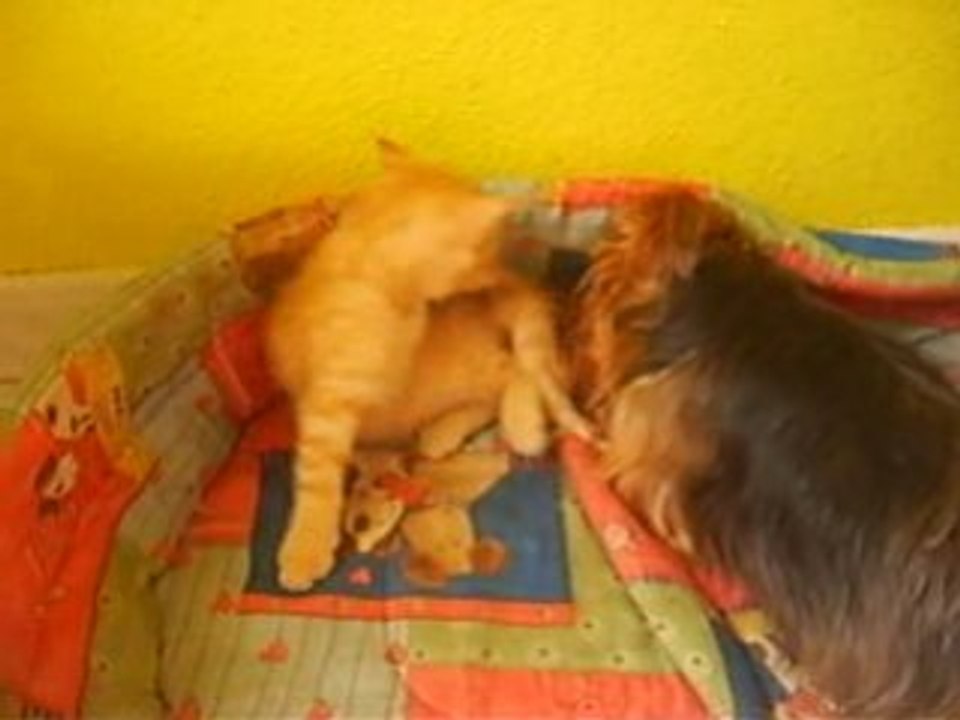 CHOCOLAT VS SIMBA