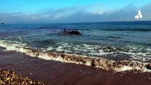 Stranded sperm whale at Turners Beach
