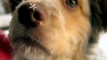 Rescue Puppy's First Snowflake — The Cutest Sneeze 🥹🐾