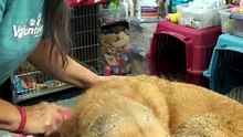 Senior Rescue Dog's Eyes Close in Pure Bliss 🥹🐾