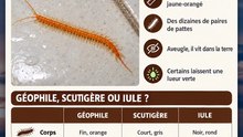 Le mille-pattes fin et orange dans ta salle de bain : le géophile