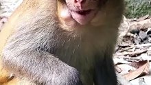 Hilarious Funny Monkey Stuffed Cheeks As Young Macaque Chews Secret Snack Stash With Cute Reactions