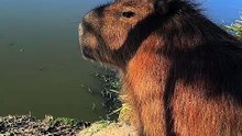 Capybara