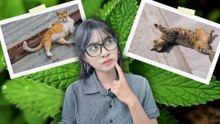 Amankah Memberikan Catnip kepada Kucing?-Serius Ini Hewan?