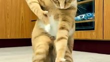 Dancing Cats & Dog 😻 Funny Cat & Dog Videos
