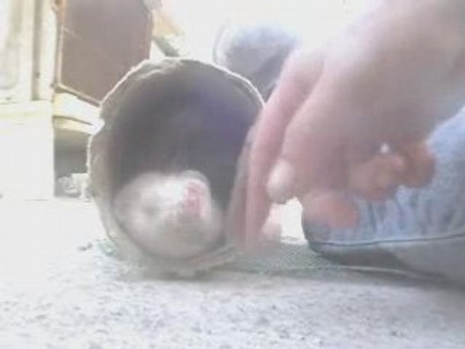 Tigrou