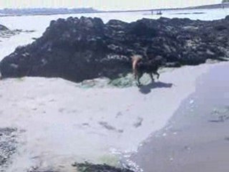 GTi à la plage
