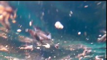 Adventurous diver takes on an unforgettable underwater experience