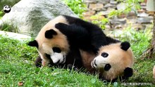 Deux pandas se battent sur l’herbe
