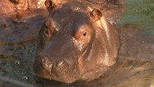 Meet the hippo calf famous for his hippo ballet
