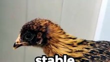 Is a Chicken Better Than a Camera Stabilizer？