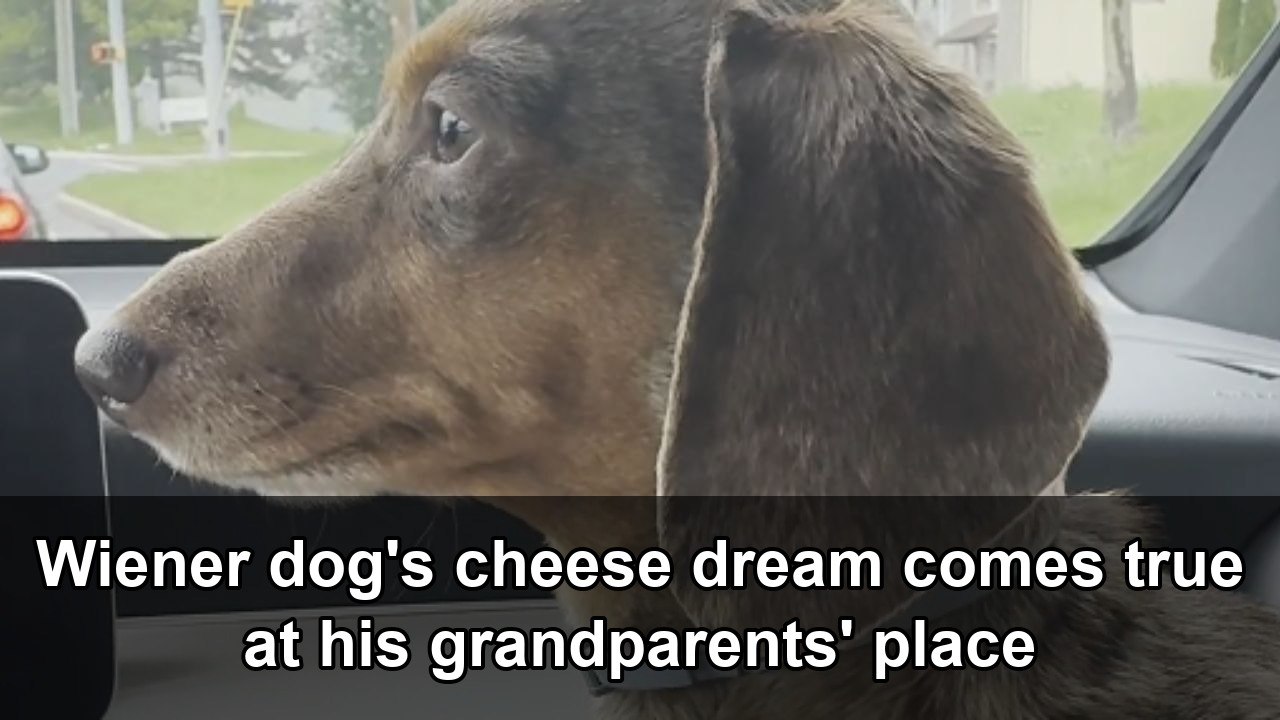 Excited dachshund races to grandparents' house for cheese - video ...
