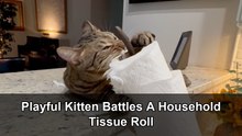 Playful kitten battles a household tissue roll