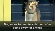 Dog turns a long separation into a joyful reunion
