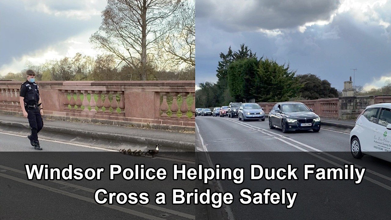 Heartwarming police escort a duck family across a bridge - video ...