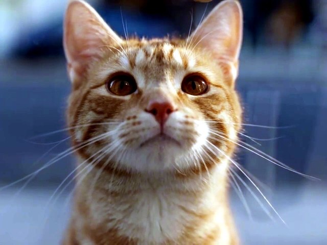 Un chat économise pour le dernier iPhone