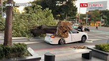台中路樹被薔琵強風吹倒 壓到行經轎車畫面曝