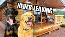 My Dogs Rent an Airbnb: Golden Retriever Family Vacation in a Cozy Cabin