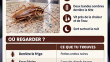 Un cafard en plein jour : c'est un mauvais signe