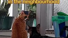 CATPOLICE 🐈👮🏼 #catsoftiktok #cats #police