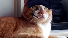 M is for McMorris 🍟🐾 pa pa ra pa pa... i_m loving it 😻 #mcdonalds #catsoftiktok #nuggets