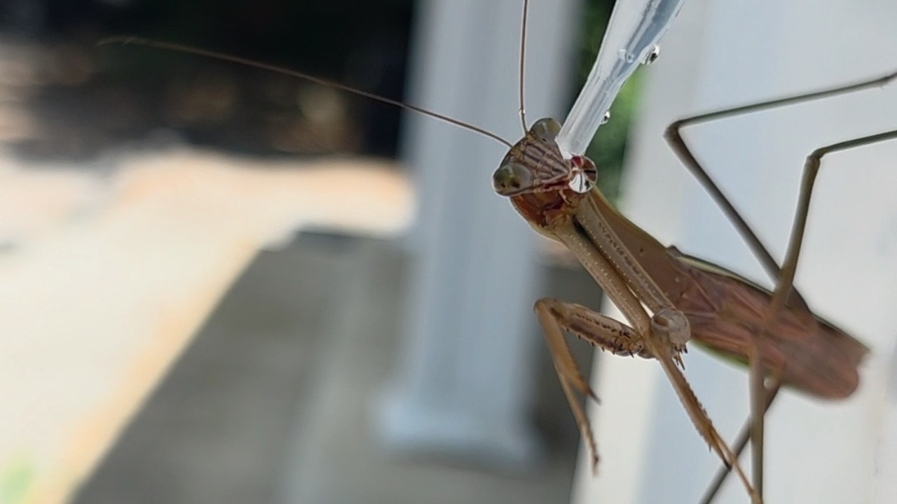 Praying Mantis Takes Gentle Drinks From Dropper On Hot Day - video ...