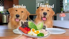 Golden Retriever Reviews Food with His Sister | Funny Dog Taste Test