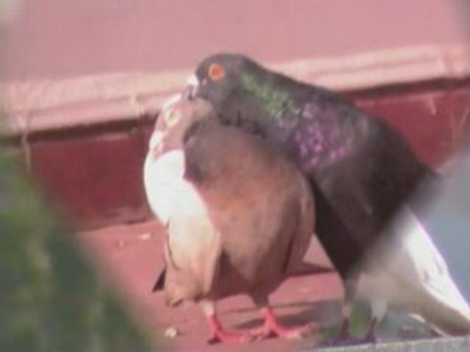 pigeons