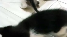 Cute animals 😼❤️cute kitten #cute #shorts #foryou #cutebabykittens-210158174