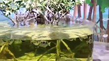Archerfish Ke Shikar Karne Ka Tarika Dekh Hairaan Reh Jaoge AP! 😱 | Archerfish Facts in Hindi & Urdu