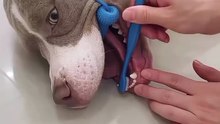 Dental Chew Toy for Dogs – Removes Plaque & Tartar for Fresh Breath
