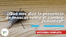 ¿Qué nos dice la presencia de moscas sobre el cambio climático? 911 26 de Octubre -01 de Noviembre