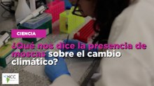 ¿Qué nos dice la presencia de moscas sobre el cambio climático?