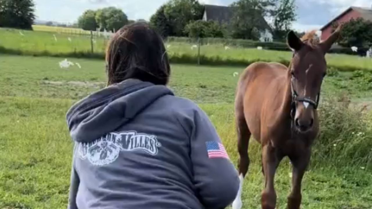 Heartwarming Foal and His Bouncy Toy Spark Delight in the Meadow ...