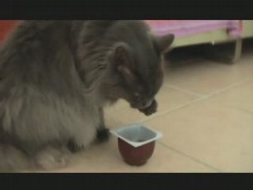 Minette le chat gourmand