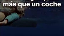 El peso de la ballena azul