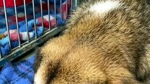 Rescue Dog Hears His New Name — Ears Perk Up Instantly 🥹🐾