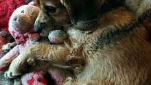 🐾 Rescue Puppy Hugging Its Favorite Toy, Drifting Off to Sleep 🐾