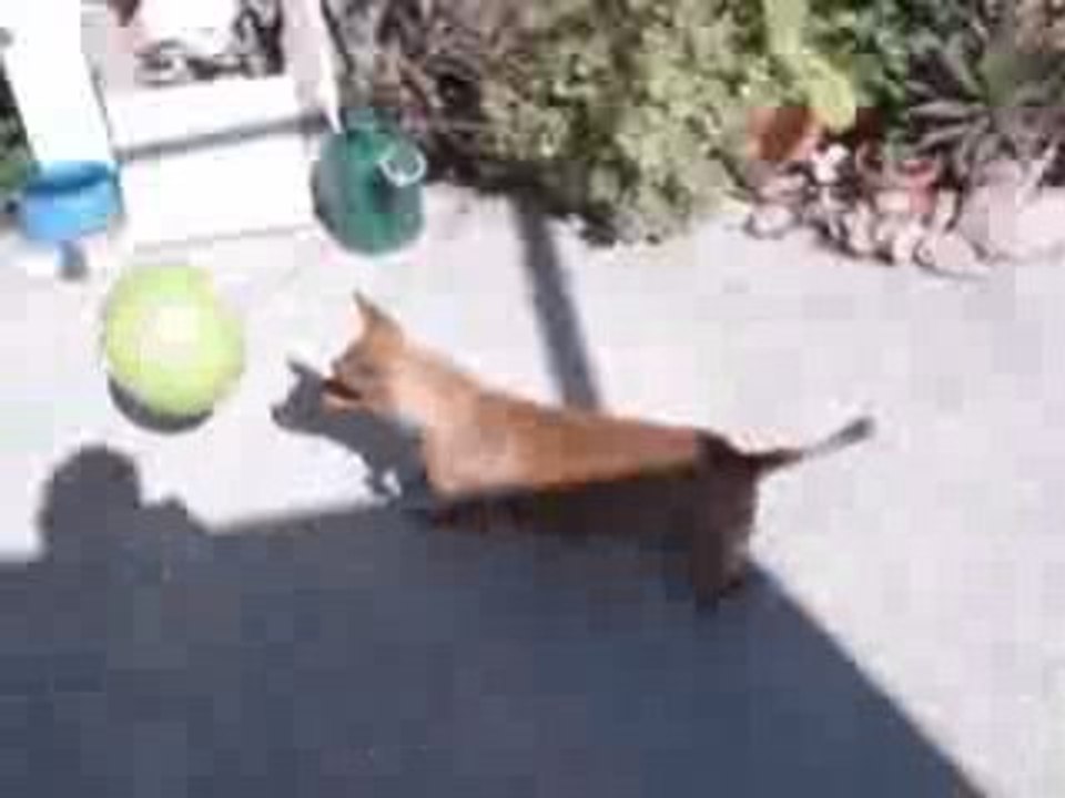 Perro Gitano