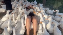 Girl Surrounded by Ducks Enjoys a Feathered Massage