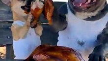 Hen ruined their hard work_ so they made a ROAST 😂🐓🍗 sneaky Chihuahua and a clumsy American Bully getting into all sorts of funny trouble_ includin(