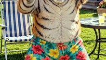 Chihuahua scammed the Tiger and Bully... but ended up BALD 🐕‍🦺✂️😂 Chihuahua shaves a Tiger_ makes fur boots_ sells them_ and double-crosses hi