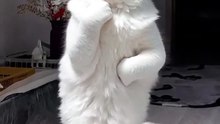 Dancing Cats & Dog 😻 Funny Cat & Dog Videos