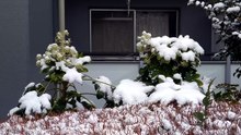 雪（2026年2月8日）